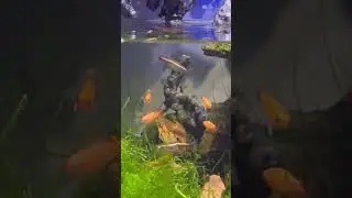 Feeding My Fish Fruit Flies!          #youtubeshort #aquarium #feeding