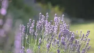 Din urmă, cu iubire!