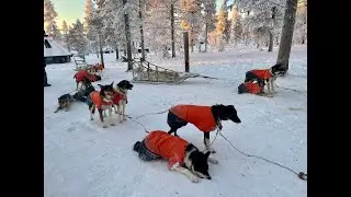 Husky Safari with Northern LightS Village Saariselkä in Finland
