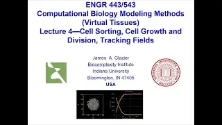 E443/E543 Muticellular Bioengineering Modeling Lecture 4 Cell Adhesion and Sorting