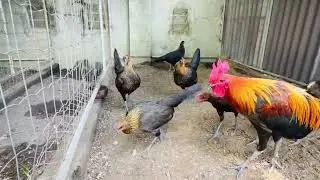Game fowl breeding season 