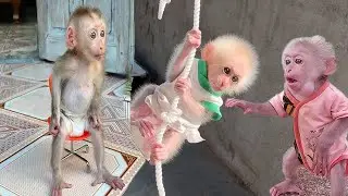Beast Mala Coco Monkey Eating Fruit 2025.