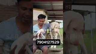Top Class Rajapalayam Pups #rajapalayam #rajapalayampuppy #dogshorts