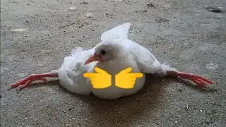 مشكله كساح الزغاليل اسبابها وعلاجها #ابورياض pigeons# #اشترك_فى_القناة