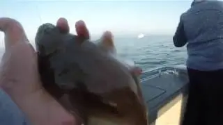 Catching Flounder and  Dungeness crab in the Puget Sound!!! EP:2