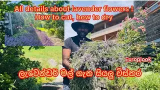 All details about lavender flowers 💐 ! How to cut, how to dry, watch ✅#europlook#youtube