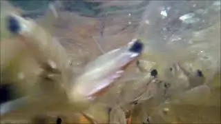 Fraie de Cyphocharax Voga en Guyane