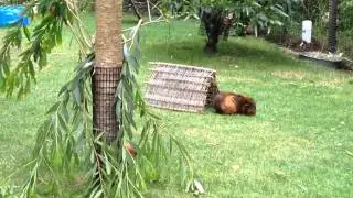 Rabbit and Guinea Pigs in SF Zoo