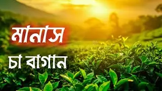 মানস চা বাগান ## আসাম , Manas National Park tea garden 