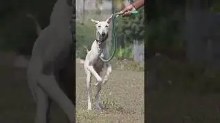 🥵Kanni dogs❤️#shortvideo #shortsfeed #trKanniending #viralvideo #shorts #short #viral #animals #dog
