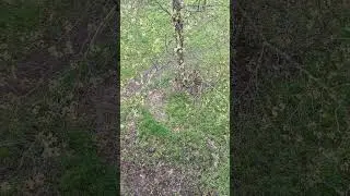 Lobel elm - branches, twigs & young samaras / fruit - April 2023