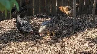 How We Use Woodchips For Our Chickens
