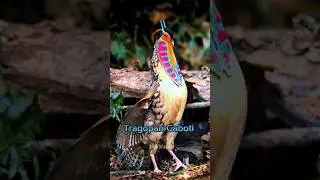 Shocking Birds Sounds 🦜😲#shorts