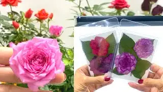 Pressing Flower of Roses I How To Press A Flower With A Microwave & Silica Gel