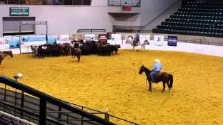 Spottie.  Southern Futurity 102715
