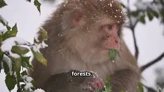  Top 5 Most Mysterious Monkeys on Earth 