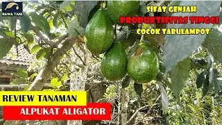ОБЗОР АЛИГАТОРА АВОКОКО - ВИД ЖИВОТНЫХ АВОКУДА С ВЫСОКИМ УРОВНЕМ ПРОДУКТИВНОСТИ (2022 г.)