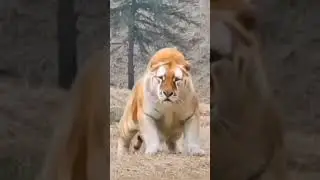 TiLiger  #Tiliger #animals #mixbreed #powerful .