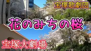 【4K車載動画 JAPAN DRIVE】宝塚の名所 花のみちの桜 宝塚歌劇団 宝塚大劇場