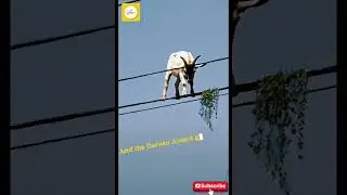 Fearless Goat Defies Gravity on Power Lines for a Snack