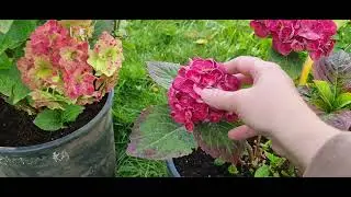 Крупнолистная гортензия Popcorn,Doppio Bianco (Hydrangea macrophylla)9 октября 2022г.