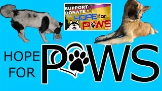 Stray dogs feeding program | HOPE FOR PAWS  #straydogfeeder  #dogfeedingprogram #hopeforpaws