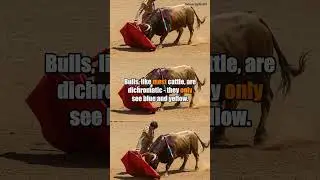 Bulls hate Red?