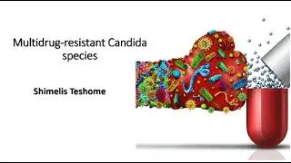 Multidrug-resistant Candida species. C. glabrata, C. tropicalis, C. parapsilosis, and C. krusei.