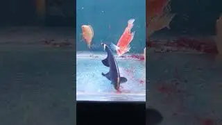 black ghost knife fish #viral #fishlover #fishtank #fish #blackghost
