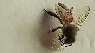 Bees are collecting honey from date palm jaggery