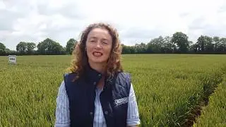 Seedtech & Syngenta's Openday 4th of July Invite