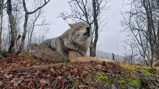 Wolves howling 😍🐺❤️