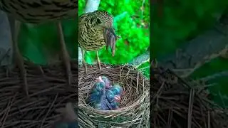 Mom feeding babies #birds #sparrow
