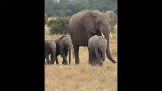 World Largest Elephant Population; African Wildlife #wildlife #elephant