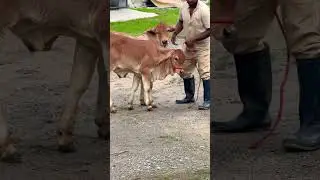 Adorable Brahman calves #shots #viralvideo #animals #ytshorts #cutebaby #animalfarming #viralvideo