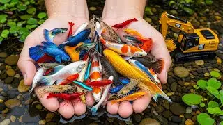 Приключение с красочными прудовыми рыбами! Ловля кои, тигровых барбусов, глофишей и пецилий