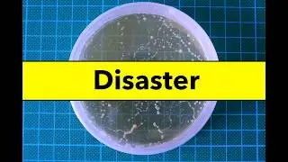 Home Mushroom Growing | Mysterious Agar Contamination