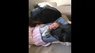 Rottweilers Cuddling With Their Newborn Baby Brother! So Sweet