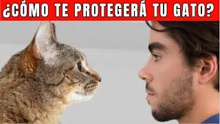 8 se&ntilde;ales de que tienes un GATO  protector espiritual