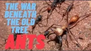 The War Beneath the Old Tree - Ants