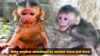 Monkey Life in the Forest. Monkey Daily Life. Baby monkey was abandoned when it was just born
