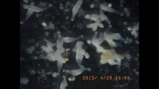 Colony of fresh water jellyfish polyp(1)