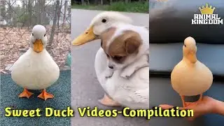 Sweet Duck Videos🦆Compilation