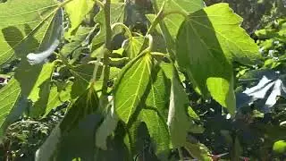 Exploring the Fascinating World of Common Fig: An Up-Close Look