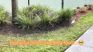 Beautiful bird searching for food✨🕊️🐥#nature #bird #searching #food #enclave #richmond  #florida