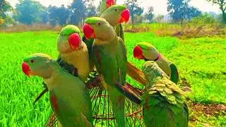 Parrot Sound Videos | Parrot Talking Videos | mitthu ki awaaz | @ParroTube 