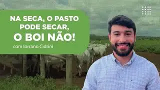 PASTO NA SECA: ESTE &Eacute; O GUIA PARA ESCOLHER O CAPIM IDEAL E GARANTIR O LUCRO! CONFIRA