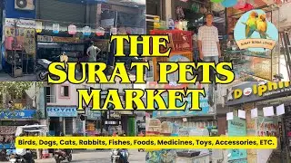 Surat Pets Market | Birds, Cats, Dogs, Fish, Rabbits Shop in Surat | Aquarium, Bird & Pet Shop Surat