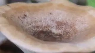 チョウジチチタケ Lactarius quietus