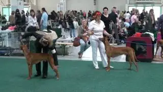 Pharaoh Hound : International Dog show Bratislava 15/05/2010 [HD]